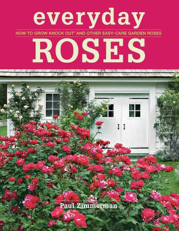Everyday-Roses-Cover.jpg